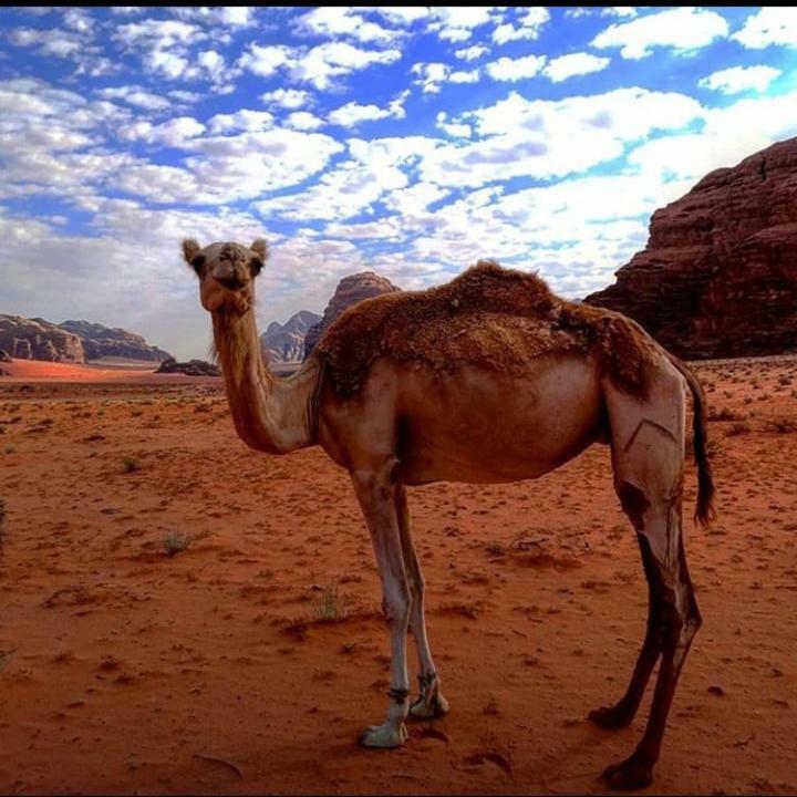 Wadi Rum Local Guide Camp エクステリア 写真